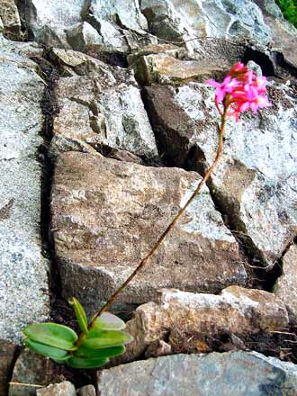 Orchid on Inca Trail to Machu Pichu